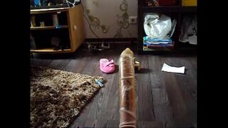 Calidum asinum stupri